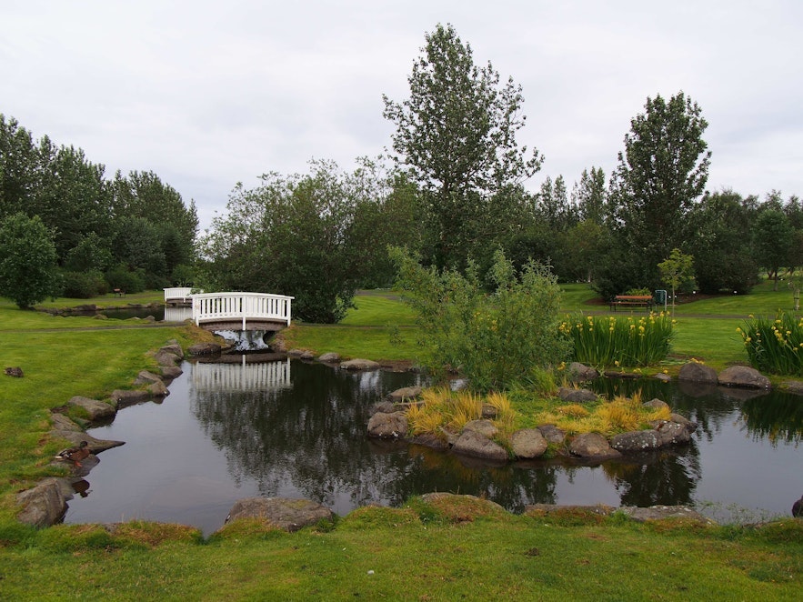 Reykjavík's botanical garden is lovely year round for proposals