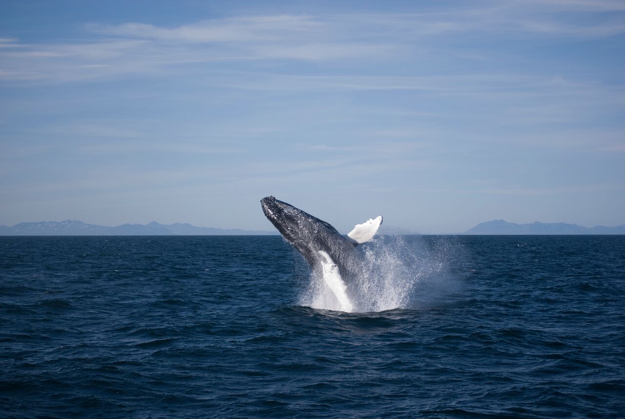 Aventura de avistamiento de ballenas original de Reikiavik