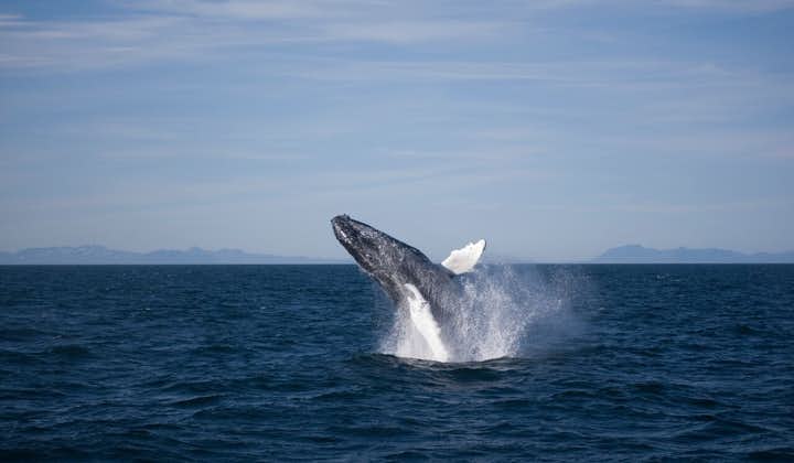 Avistamiento tradicional de ballenas desde Reikiavik