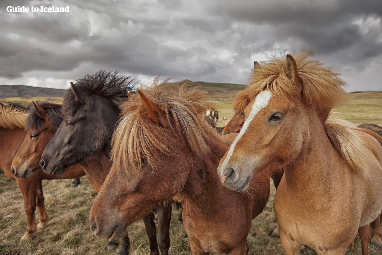 Op de rit door de Oostfjorden kun je zeehonden, rendieren en IJslandse paarden spotten.