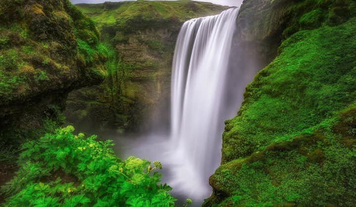 Klipporna som omger vattenfallet Skógafoss på Sydkusten är grönskande av växter och fulla av fåglar.