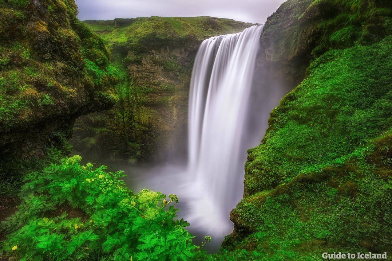 The cliffs surrounding Skógafoss waterfall on the South Coast are verdant with plant-life and teaming with birds.