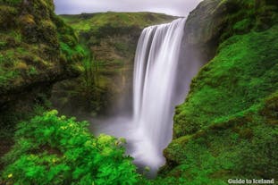 The cliffs surrounding Skógafoss waterfall on the South Coast are verdant with plant-life and teaming with birds.