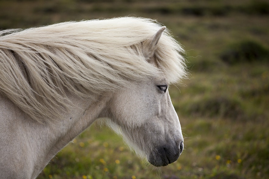 Un bel exemplaire d'un cheval islandais gris.