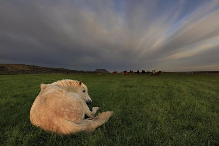 Islandzki koń odpoczywający na łące