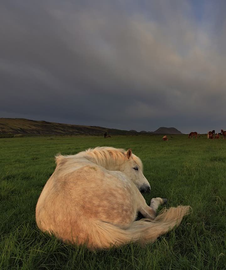 Islandzki koń odpoczywający na łące