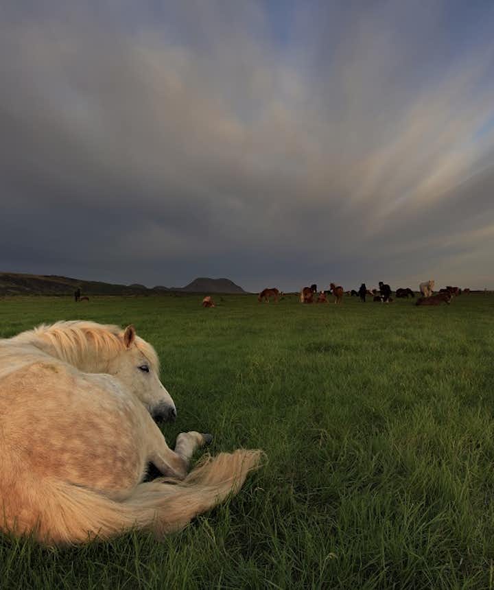 Un cheval endormi dans un champ verdoyant par une journée d'été nuageuse en Islande.