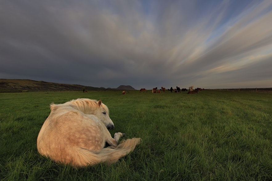 Un cheval endormi dans un champ verdoyant par une journée d'été nuageuse en Islande.