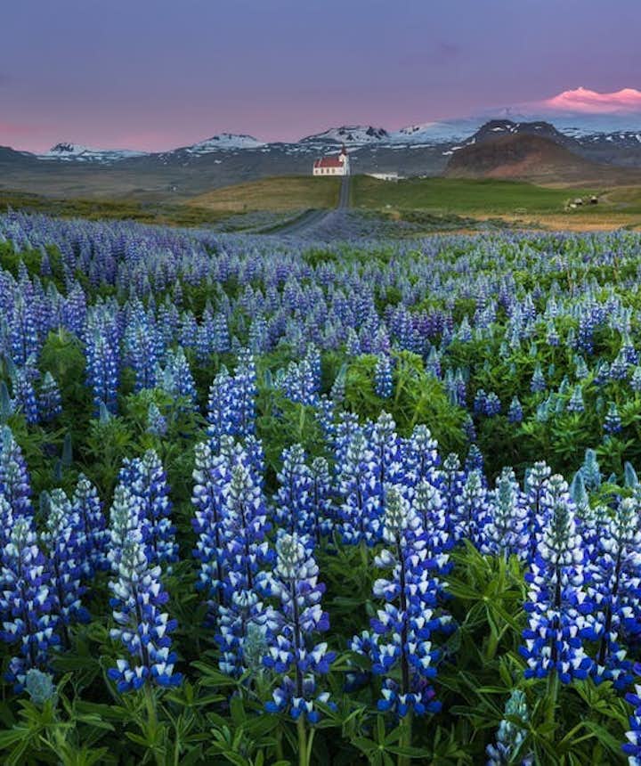 冰島夏天可以找到很多魯冰花