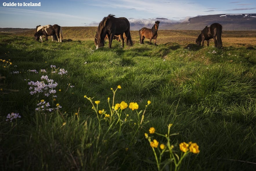 夏天在吃草的冰島馬