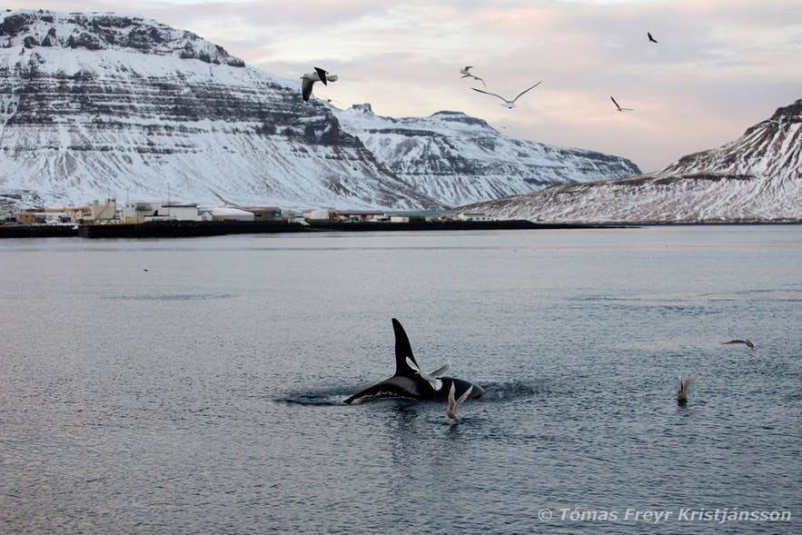 在冰島出海觀鯨