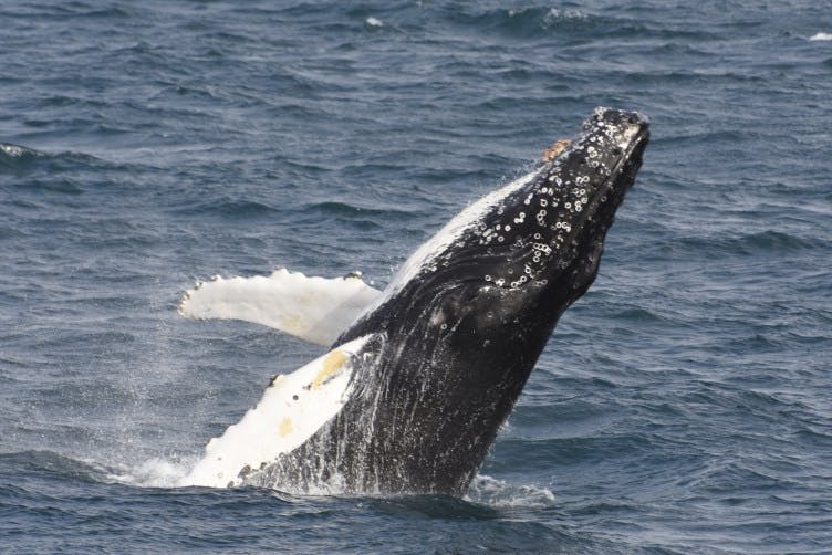 冰岛海域中生活着许多鲸类，一只座头鲸浮出水面。