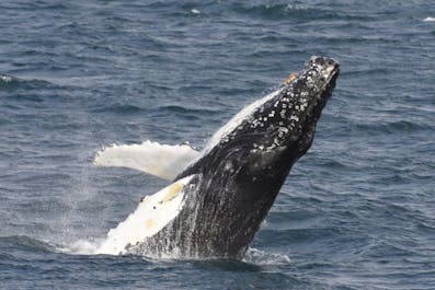 Горбатый кит выныривает из воды.