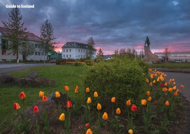 Iceland's capital, Reykjavik, at dusk, with pretty flowers in the foreground.