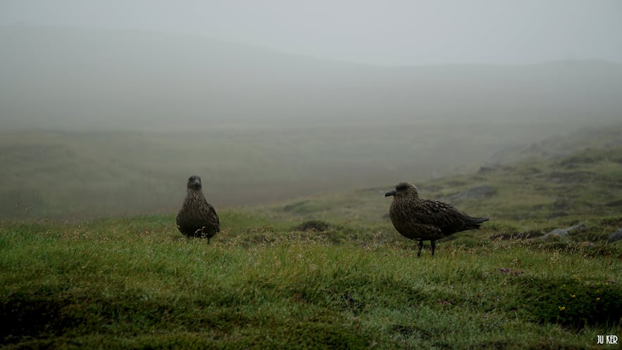 冰島常見的鳥類之一