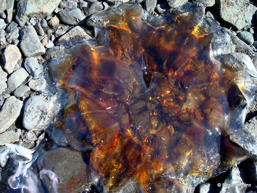 Jellyfish in northwest Iceland