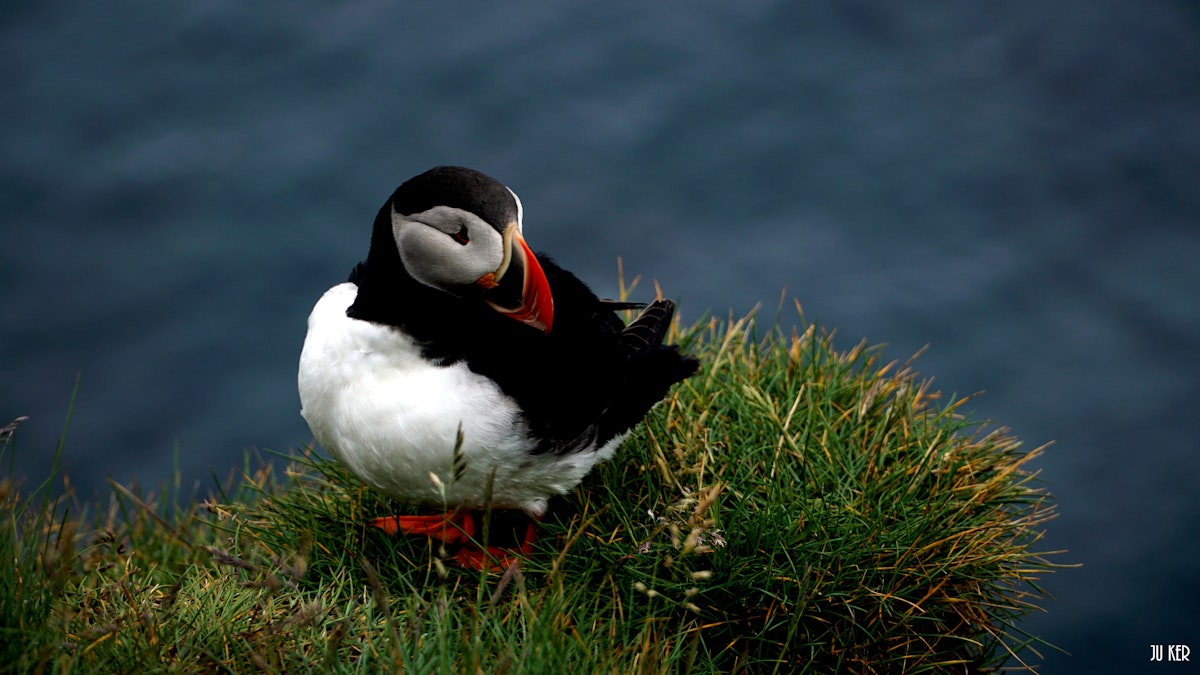 Puffin nesting sites in western Europe could be lost by end of