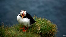 Birdwatching in Látrabjarg : a perfect place in the Westfjords for puffin lovers