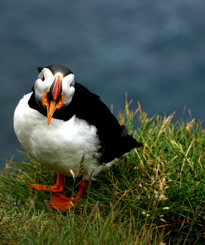 Birdwatching in Látrabjarg : a perfect place in the Westfjords for puffin lovers
