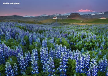 夏季时冰岛西部的斯奈山半岛上鲁冰花盛放