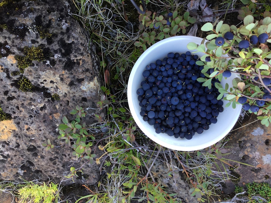 冰島野生藍莓樹