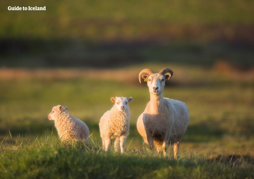 冰岛圈羊节于每年9月在冰岛各地举行，非常壮观