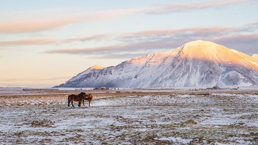 日出與冰島馬