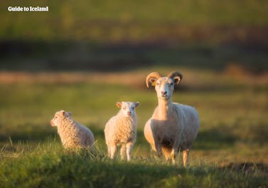 Halte auf deiner Sommer-Mietwagenreise durch die isländische Natur nach Schafen Ausschau.