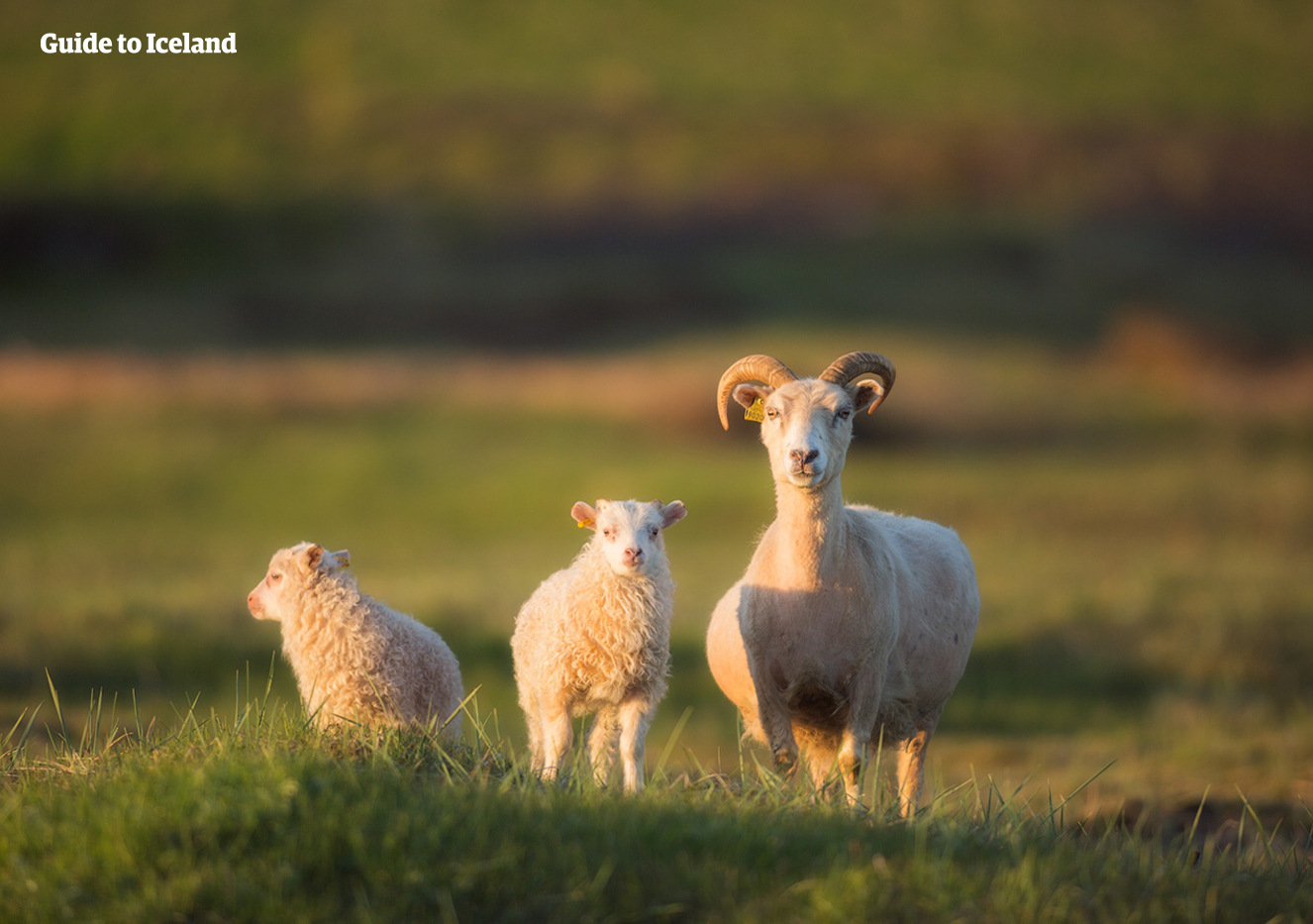 Ouvrez l'oeil pour voir des moutons pendant que vous parcourez la nature islandaise lors de votre autotour été.