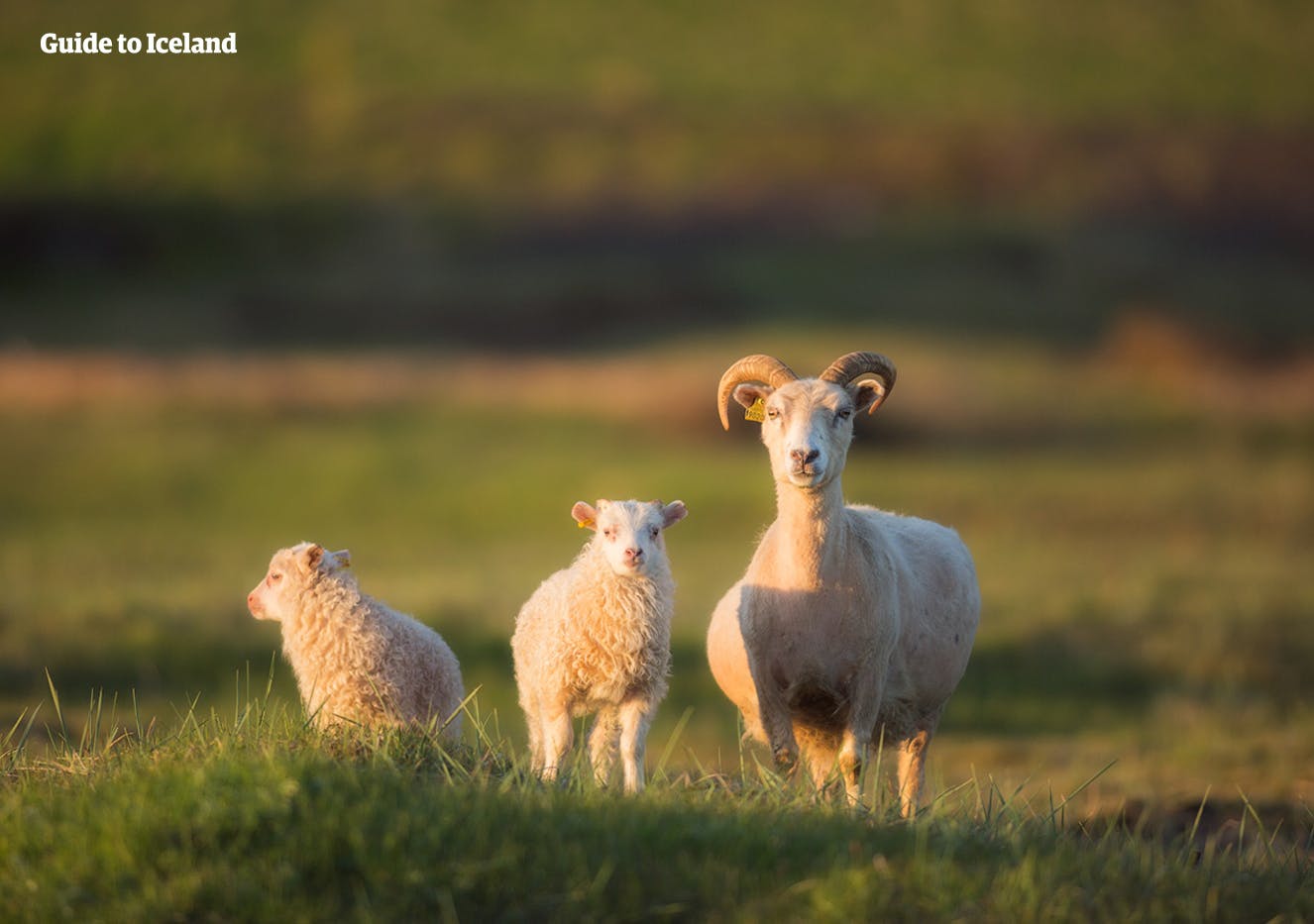 Tieni d'occhio le pecore mentre viaggi nella natura islandese durante il tour self-drive estivo.