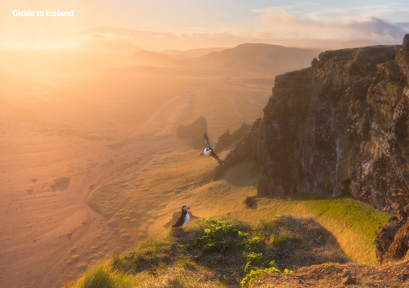 Les falaises de Dyrhólaey sont l'un des sites les plus populaires d'Islande pour les macareux, et offrent également des vues spectaculaires dans toutes les directions.