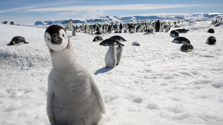 Cute penguins are Iceland's newest inhabitants