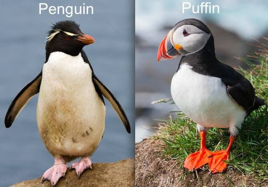 Penguin and Puffins look quite similar and should be able to live together in harmony