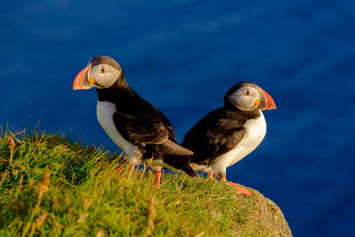 whale and puffin tour iceland