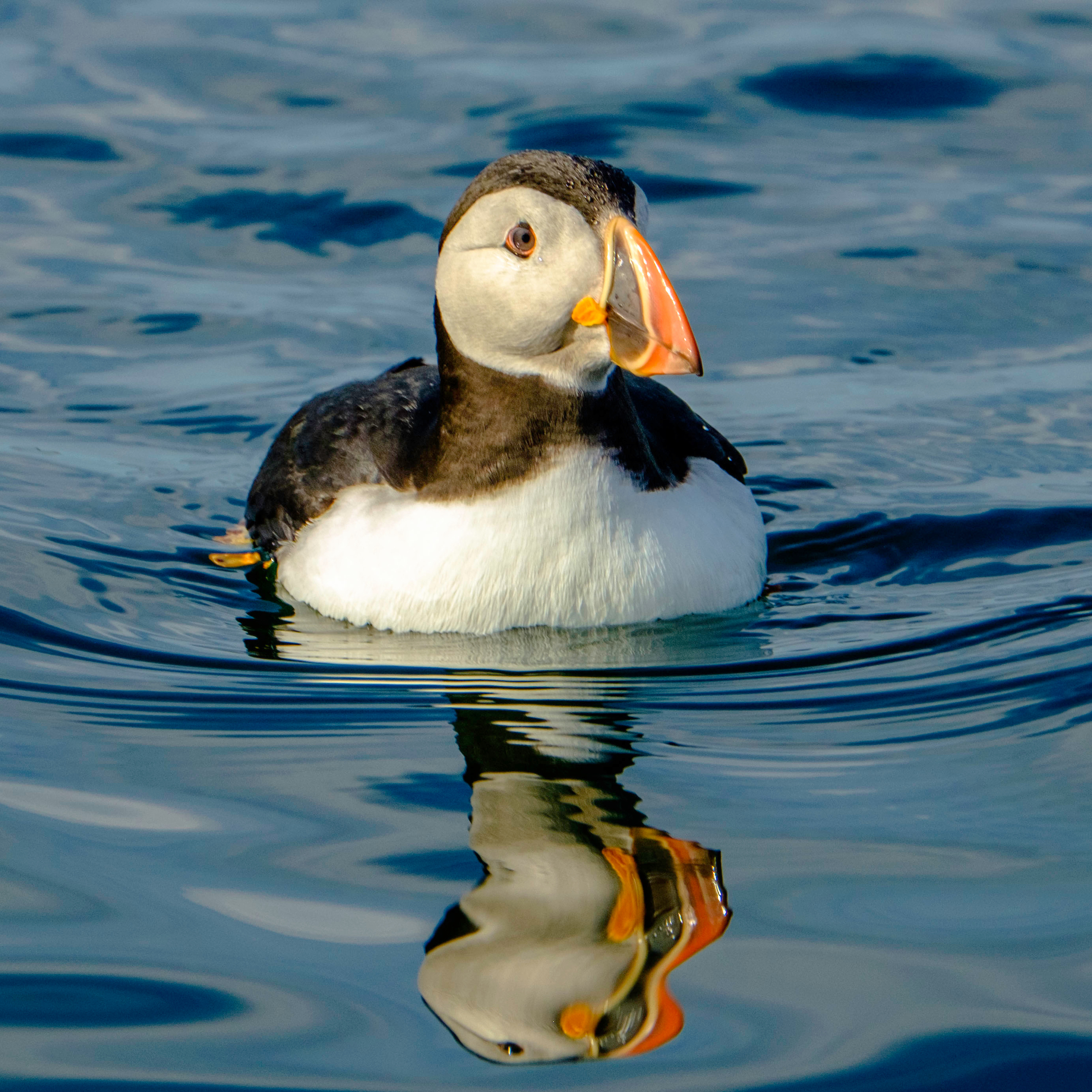 blue puffin tours