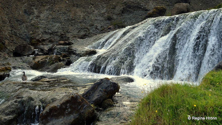 Djúpagilsfoss waterfall in Djúpagil canyon