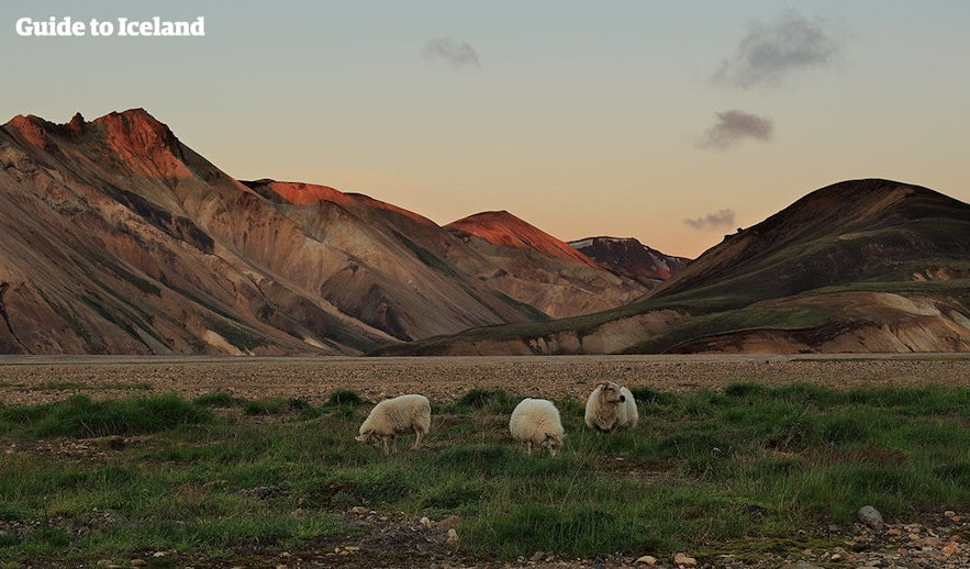 木のないランドマンナロイガルの山と放し飼いの羊