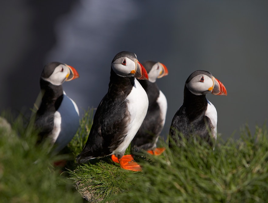 Atlantic Puffins in Iceland