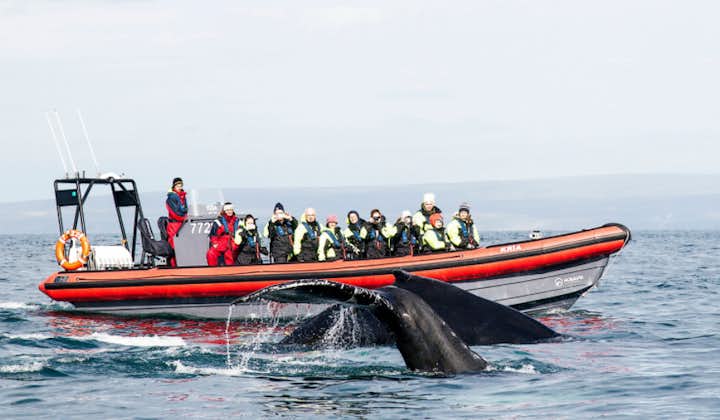 Private 2 Hour Whale Watching RIB Boat Tour with Transfer from Husavik