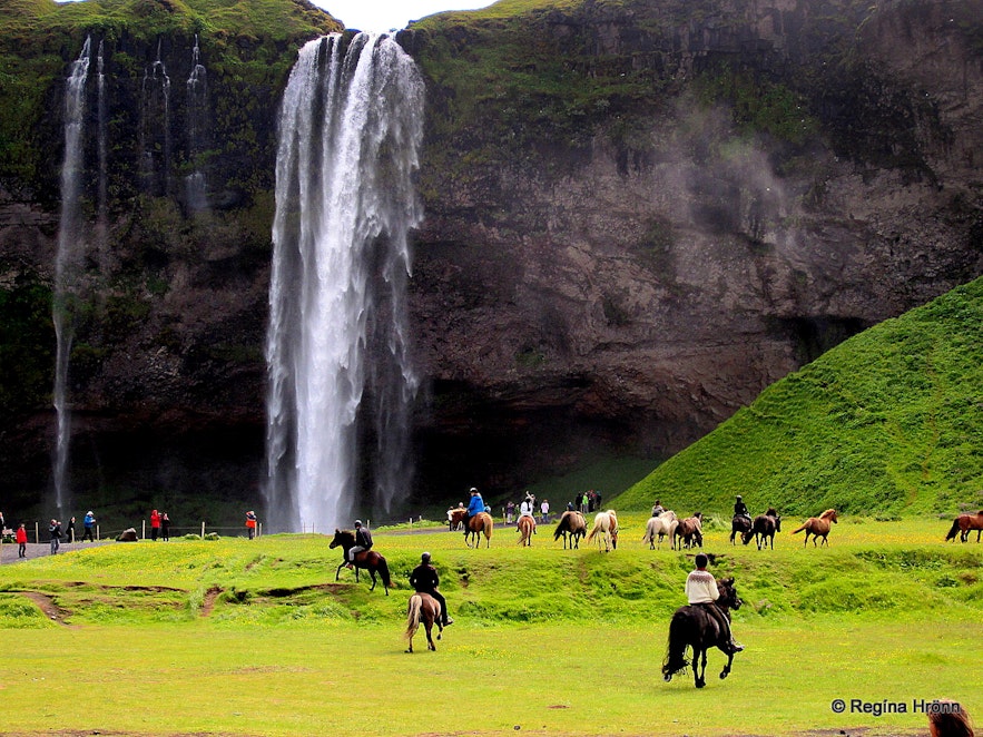 Horses in front of Seljalandsfoss waterfall in south Iceland.