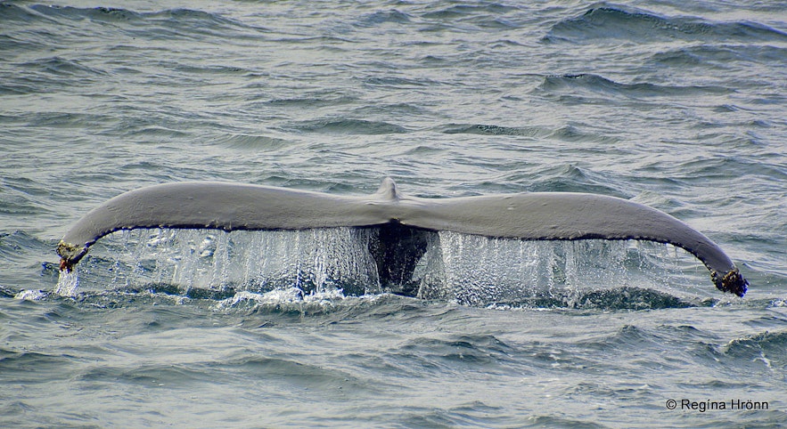 A whale on the whale watching tour in Hólmavík