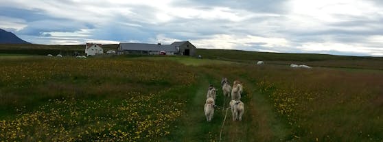 Fahre auf einer Hundekarren-Tour über das Farmland in der Nähe des Mývatn-Sees.