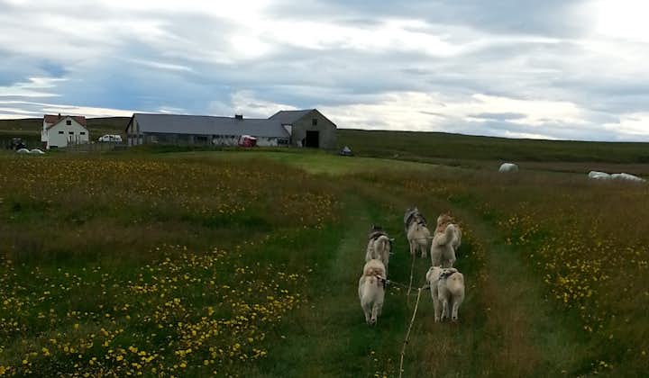 Tur med hundevogn (sibirske huskyer) i området ved Mývatn