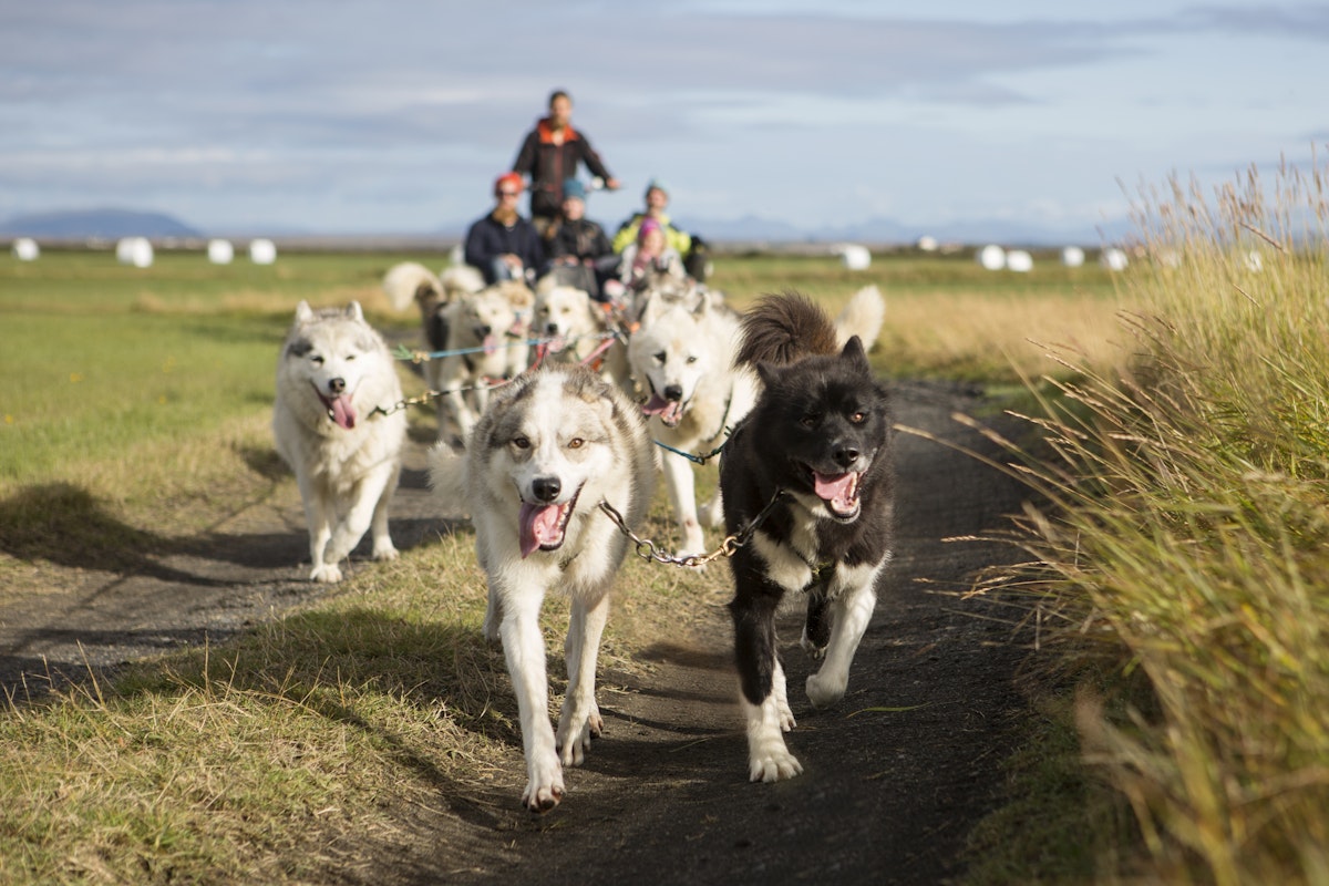 レイキャビク発 犬ぞりツアー 初心者向け Guide To Iceland