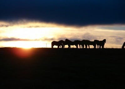 一群沐浴在冰岛东部高地日落下的冰岛马