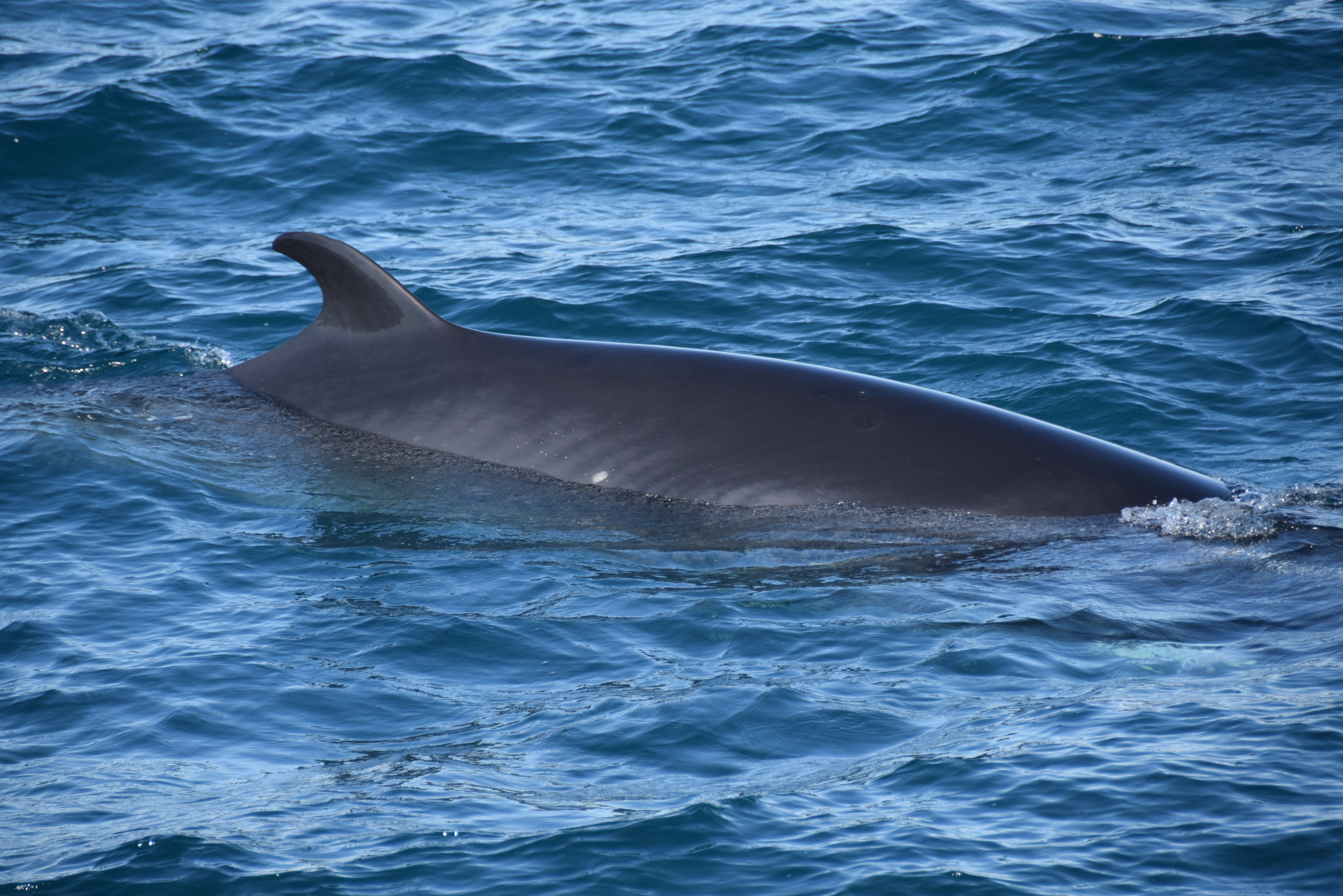 Whale Watching and Whales of Iceland Exhibit | Guide to I...