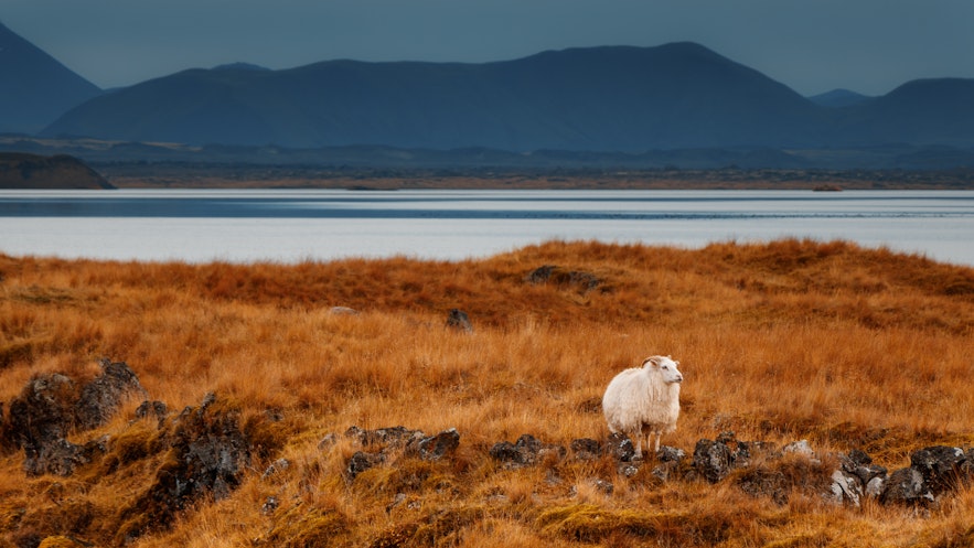 冰島羊