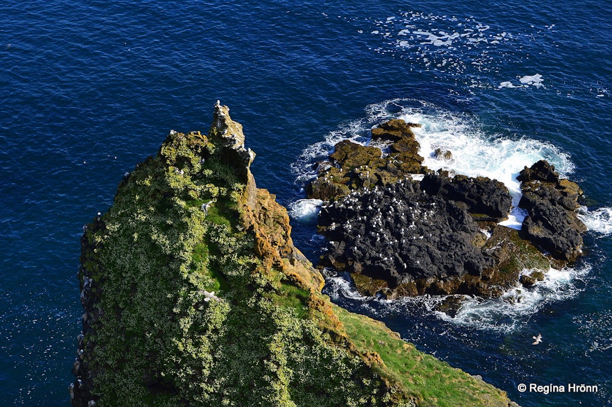 Þúfubjarg cliff Snæfellsnes