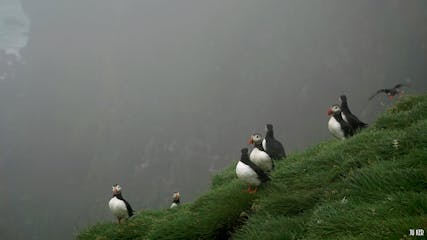 Ingólfshöfði, paradis des oiseaux