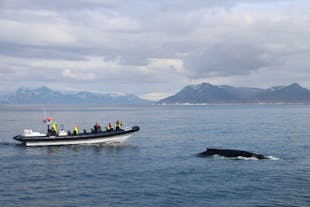 RIB Boat Express bringer dig tættere på hvalerne end nogen anden type fartøj.